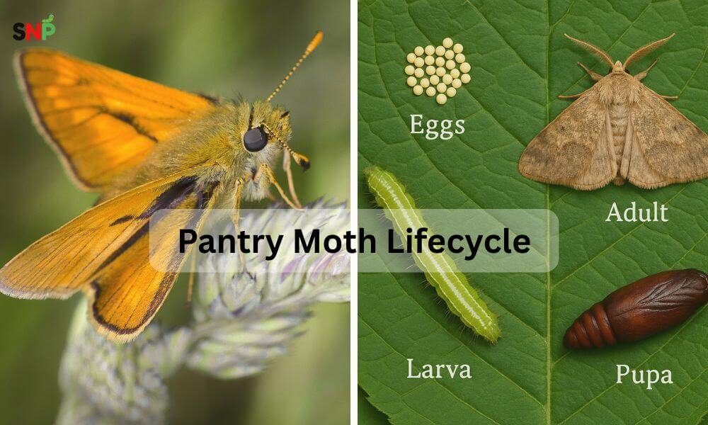 Pantry-Moth-Lifecycle