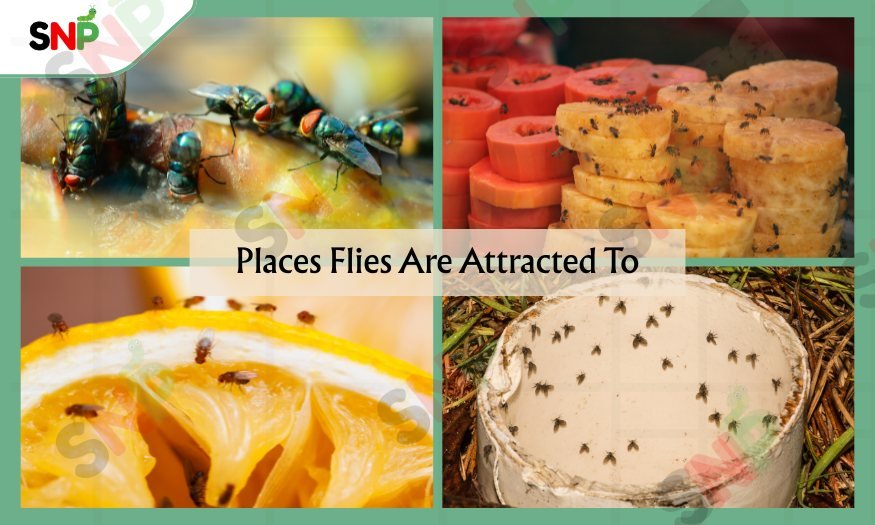 Places-flies-are-attacted-to