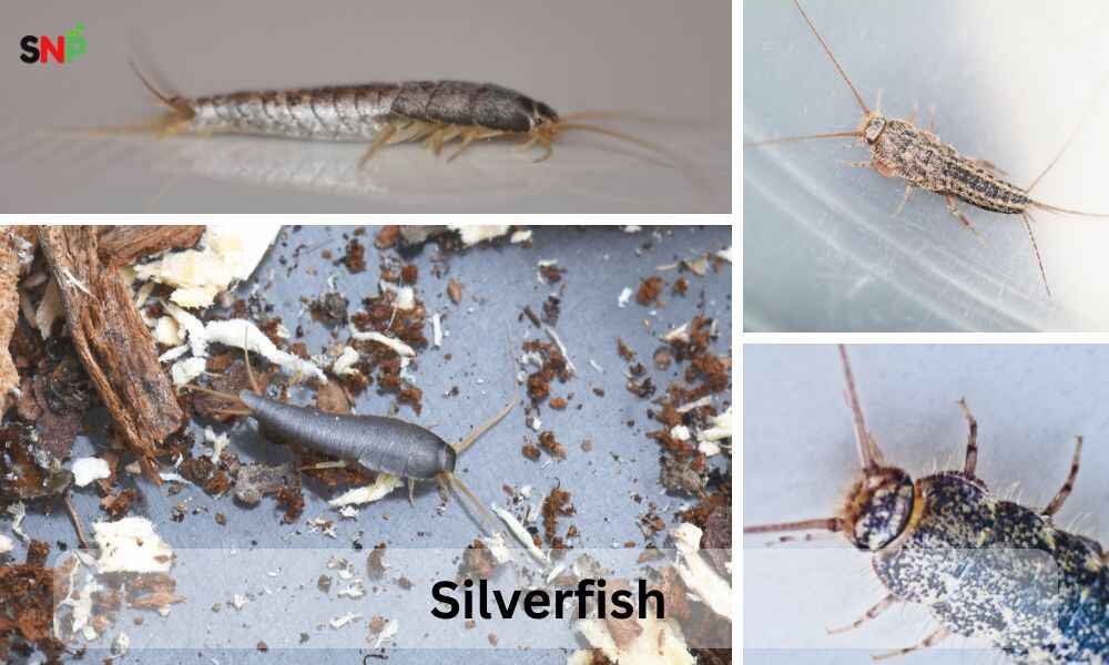 Silverfish 