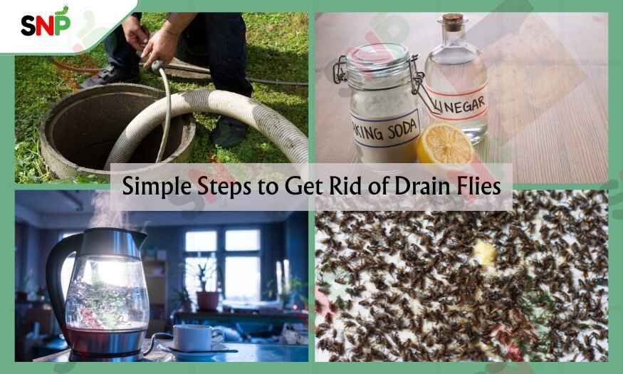 Simple-Steps-to-Get-Rid-of-Drain-Flies