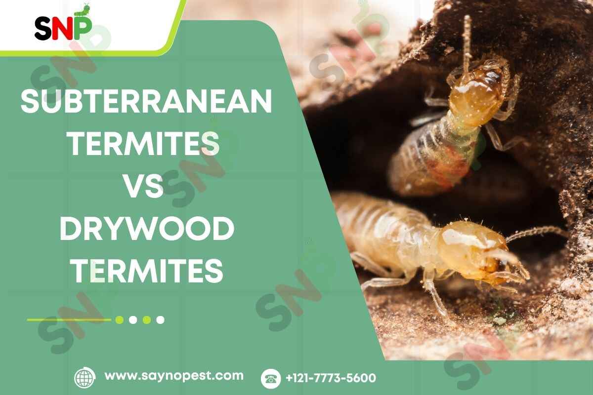 Subterranean Termites vs Drywood Termites
