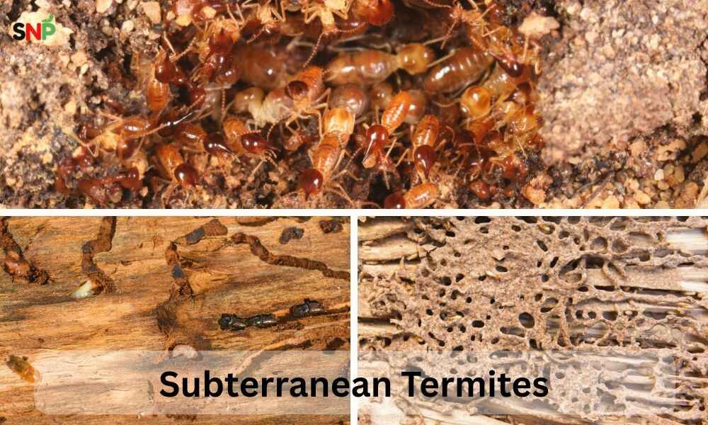 Subterranean-Termites