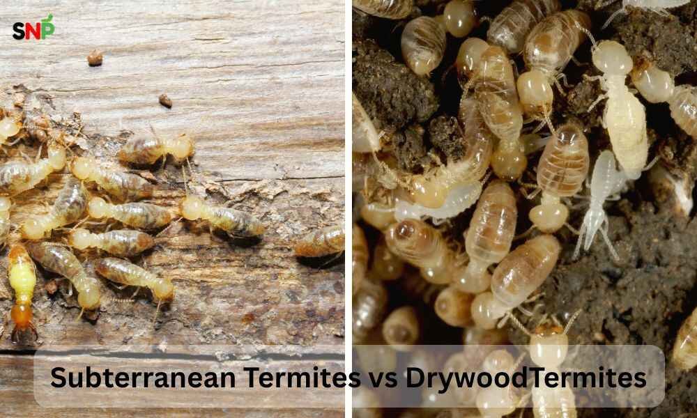 Subterranean-termites-vs-drywood-termites