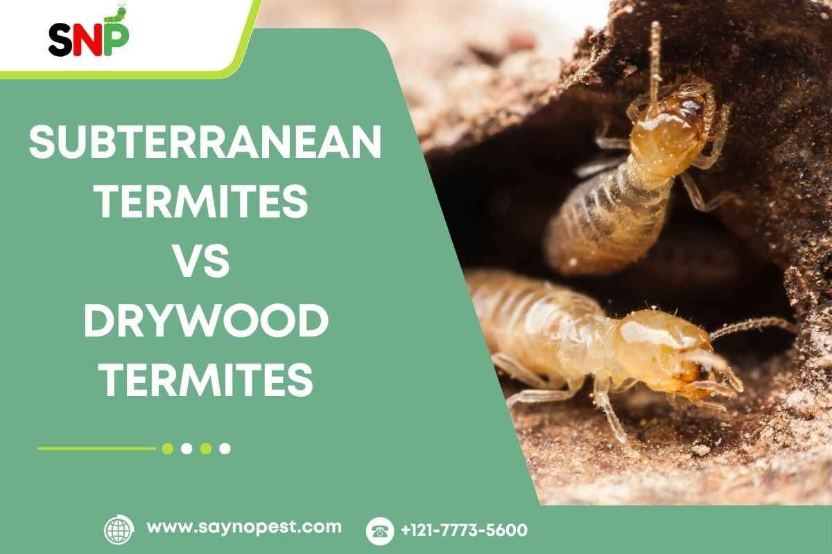 Subterranean Termites vs Drywood Termites
