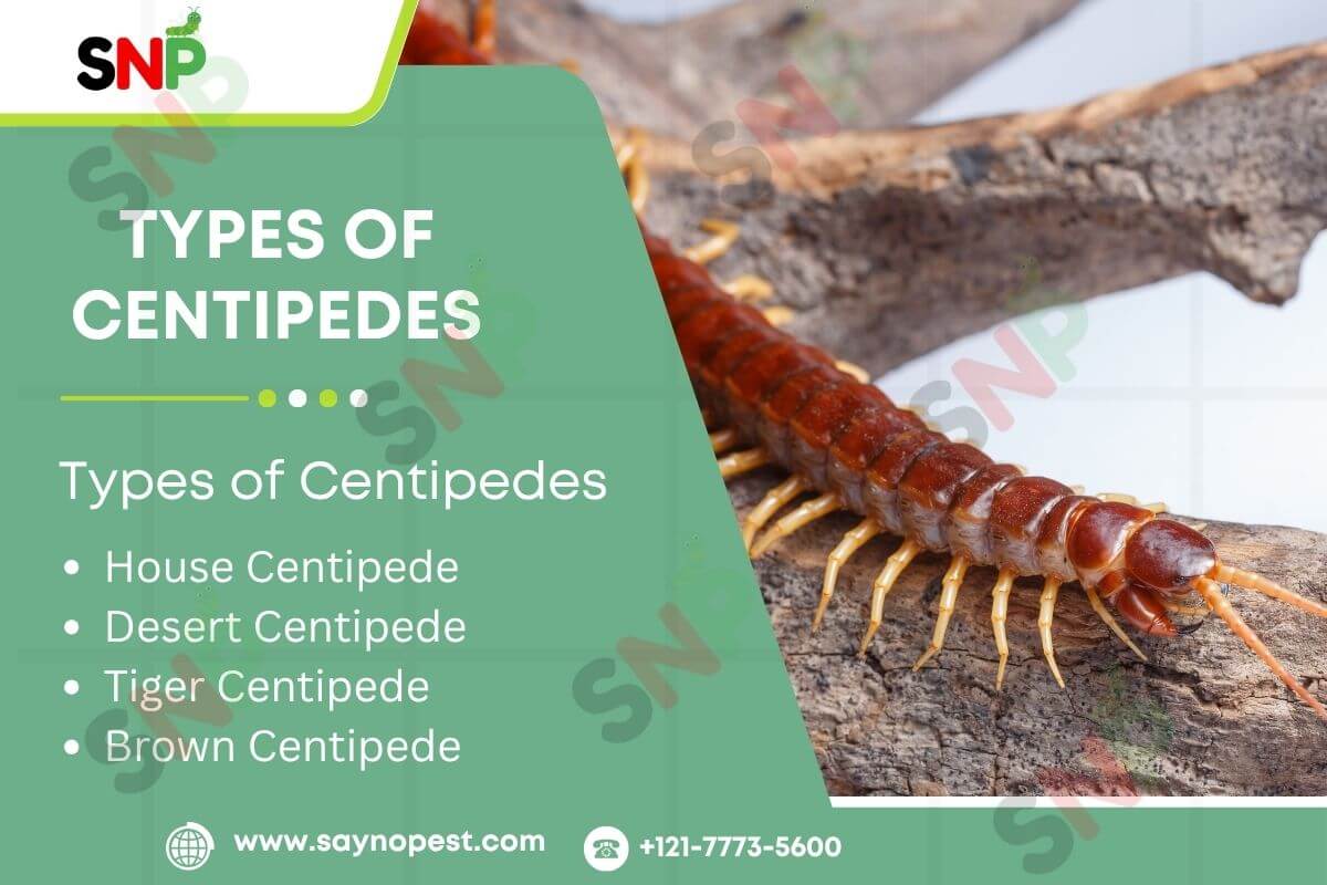 TYPES-OF-CENTIPEDES