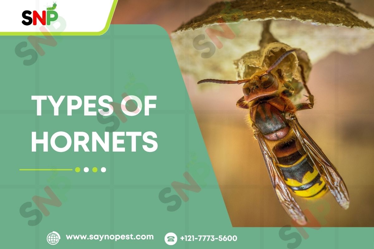 Types of Hornets: Identification, Diet, Pest Control, and Comparison