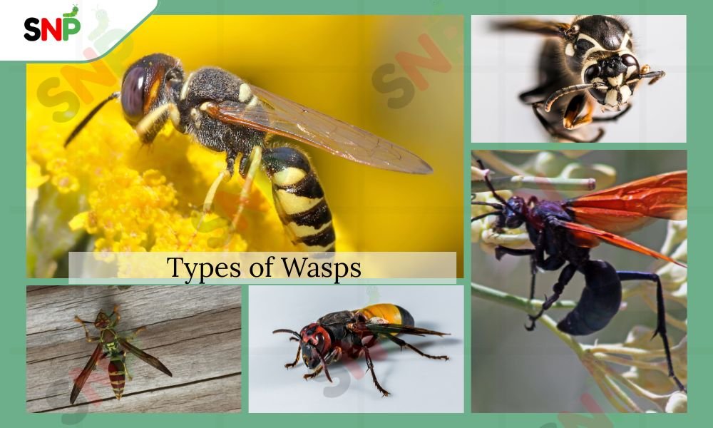 TYPES-OF-WASP