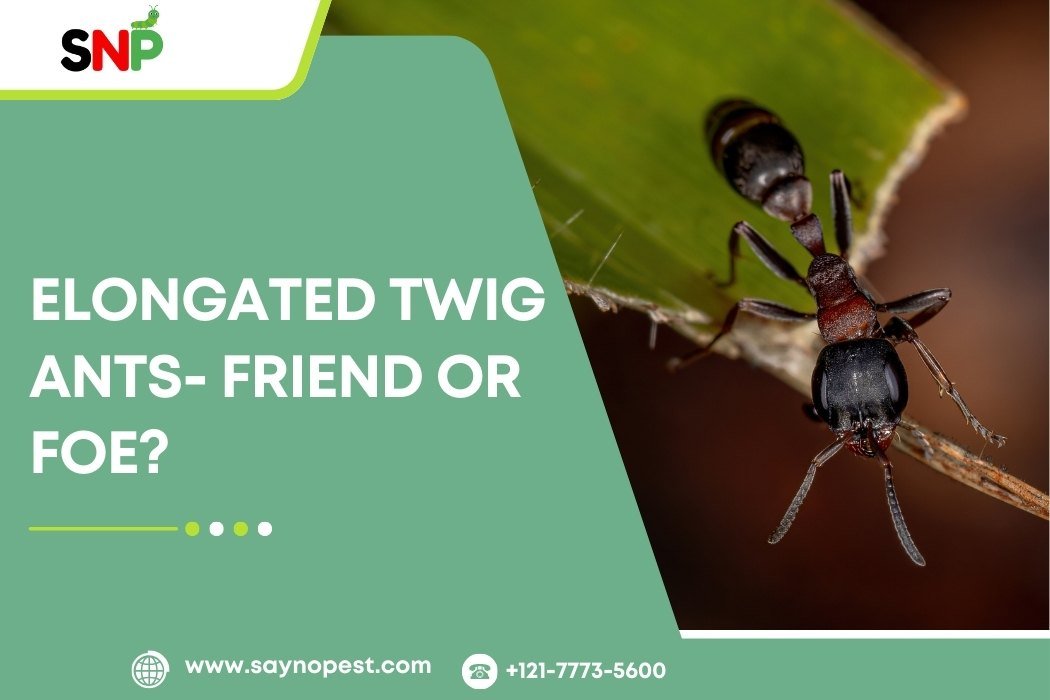 Elongated Twig Ants: Friend or Foe?