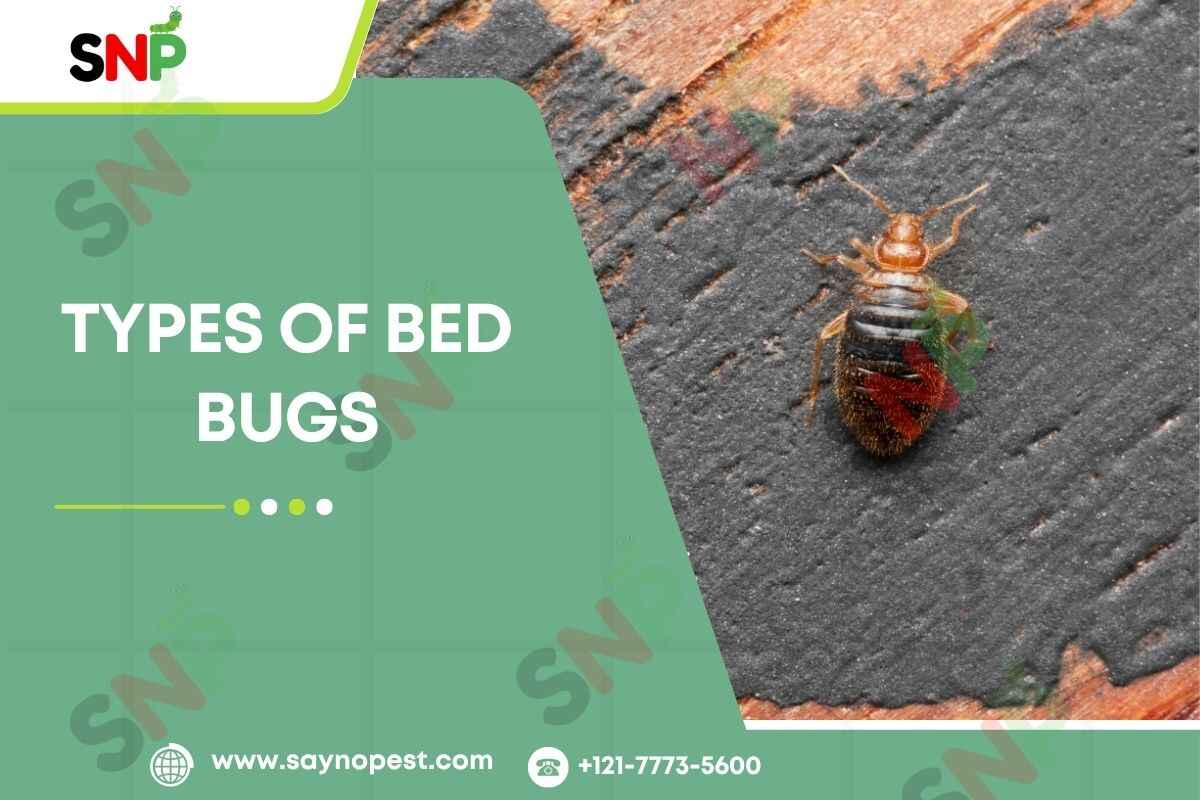Types of Bed Bugs: Not All Bed Bugs Are the Same