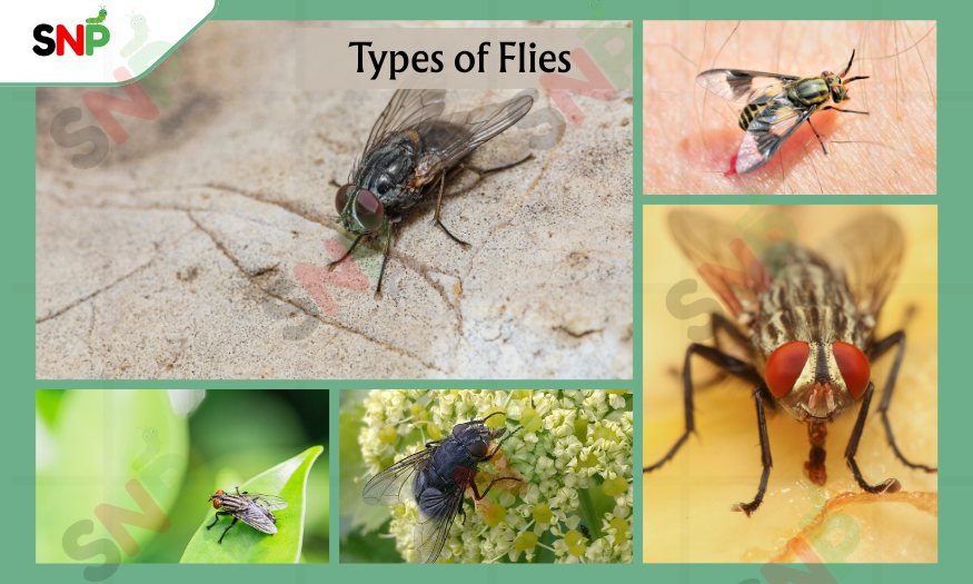 Types-of-Flies