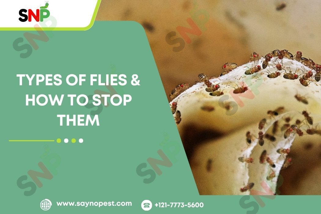 Types of Flies & How to Stop Them