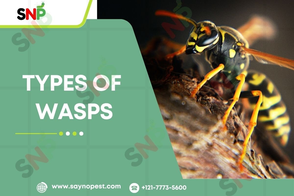 Types of Wasps : Identification, Control, & Management in the U.S.