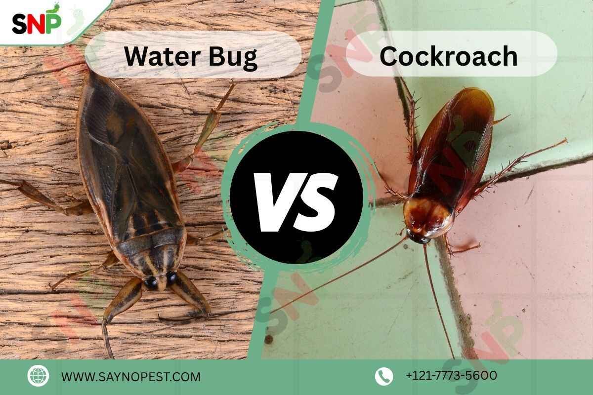 Water Bug vs Cockroach: How to Tell the Difference