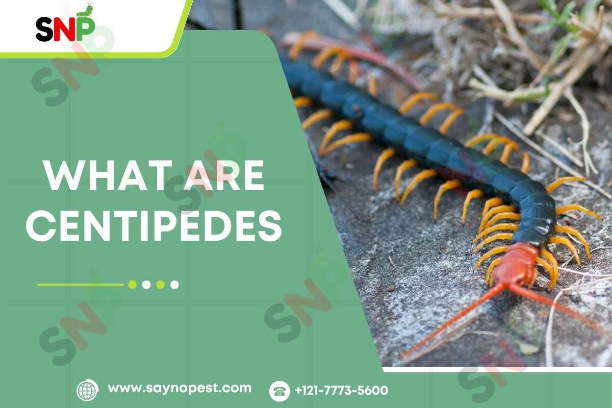 What Are Centipedes? An In-Depth Guide for U.S. Homeowners