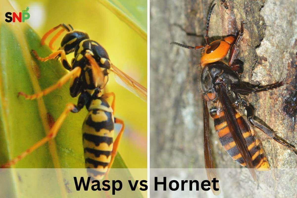 Wasp vs Hornet: Understanding Differences, Control, & Protection