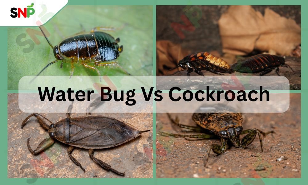 Water-Bug-Vs-Cockroaches