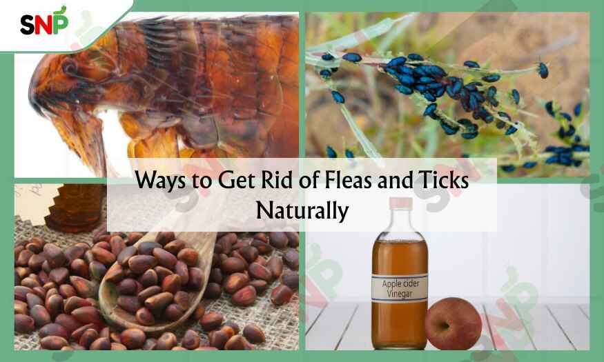 Ways-to-Get-Rid-of-Fleas-and-Ticks-Naturally