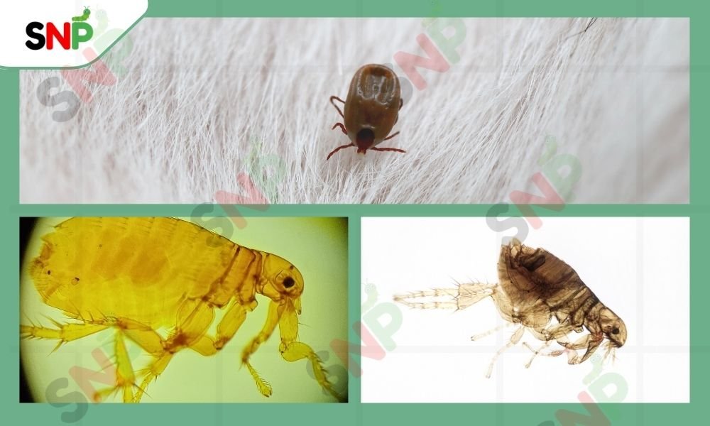 What-Does-Flea-Larvae-Look-Like