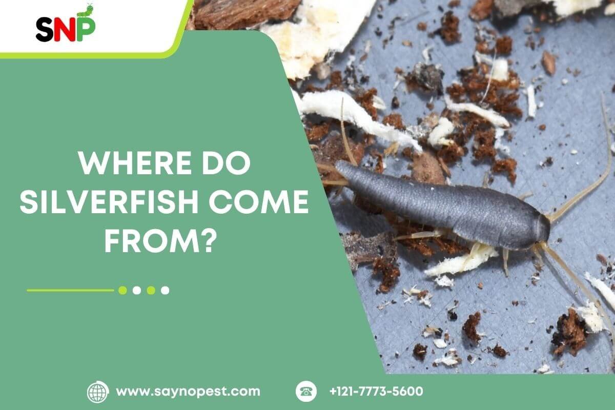 Where Do Silverfish Come From? Understanding Them