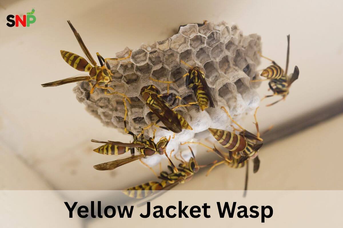 Yellow Jacket Wasp : LifeCycle and Control