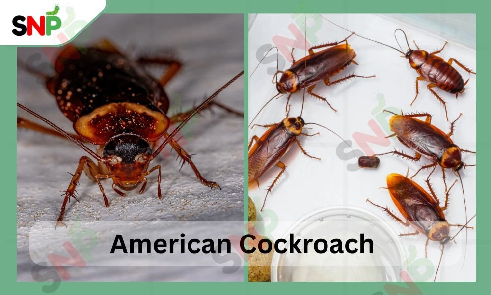 american-cockroaches
