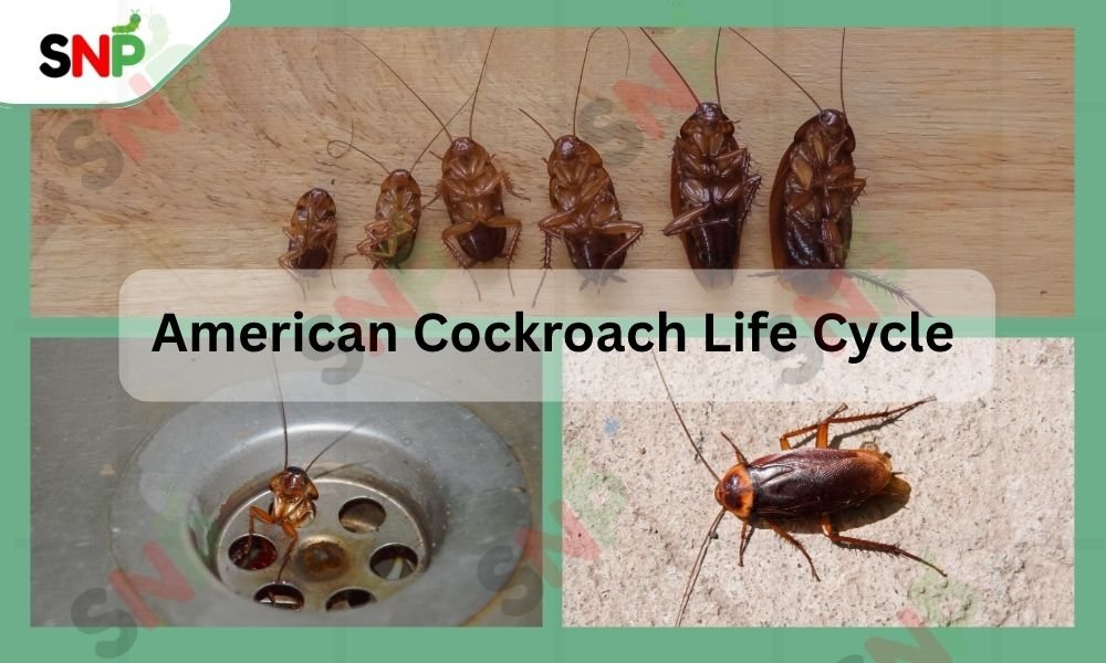 american-cockroach-life-cycle