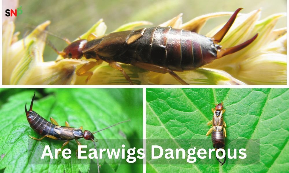 are-Earwig-dangerous