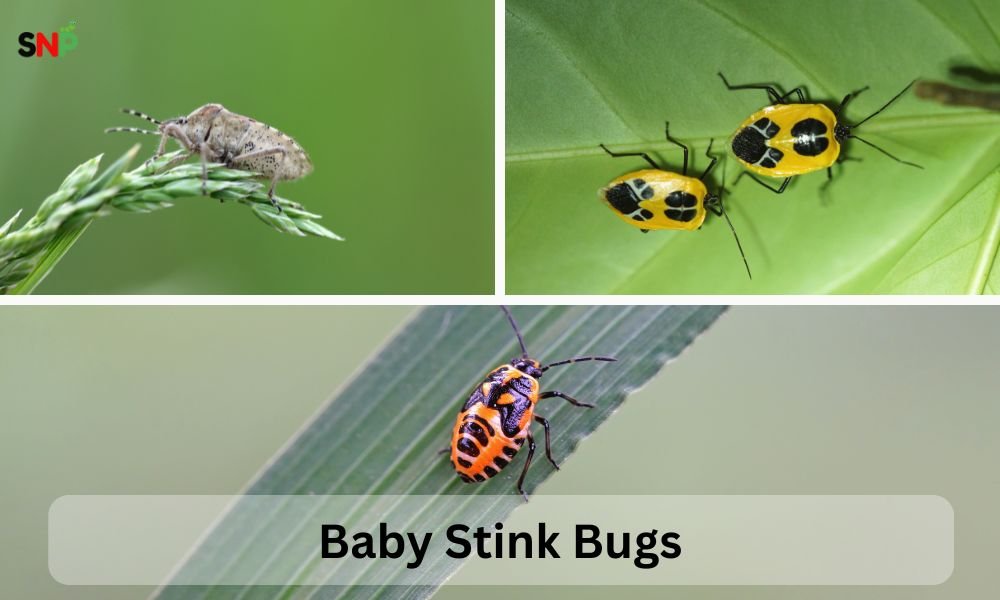 baby-stink-bugs