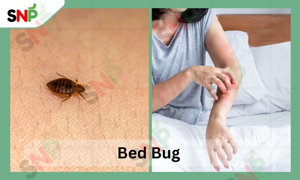 bed-bug
