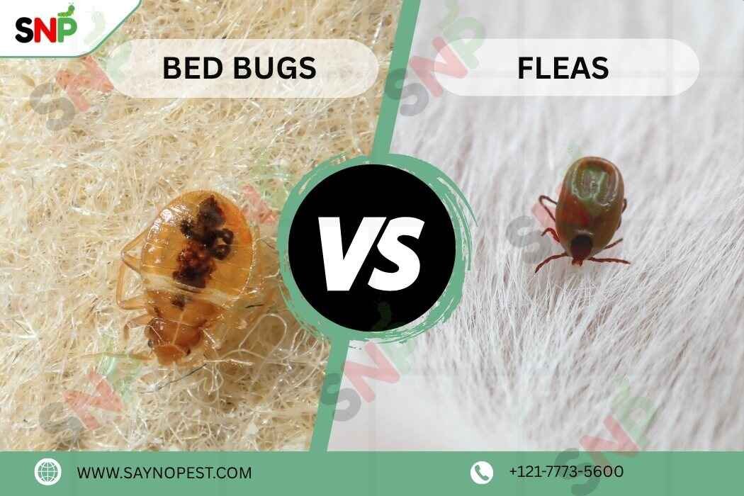 Bed Bugs vs Fleas