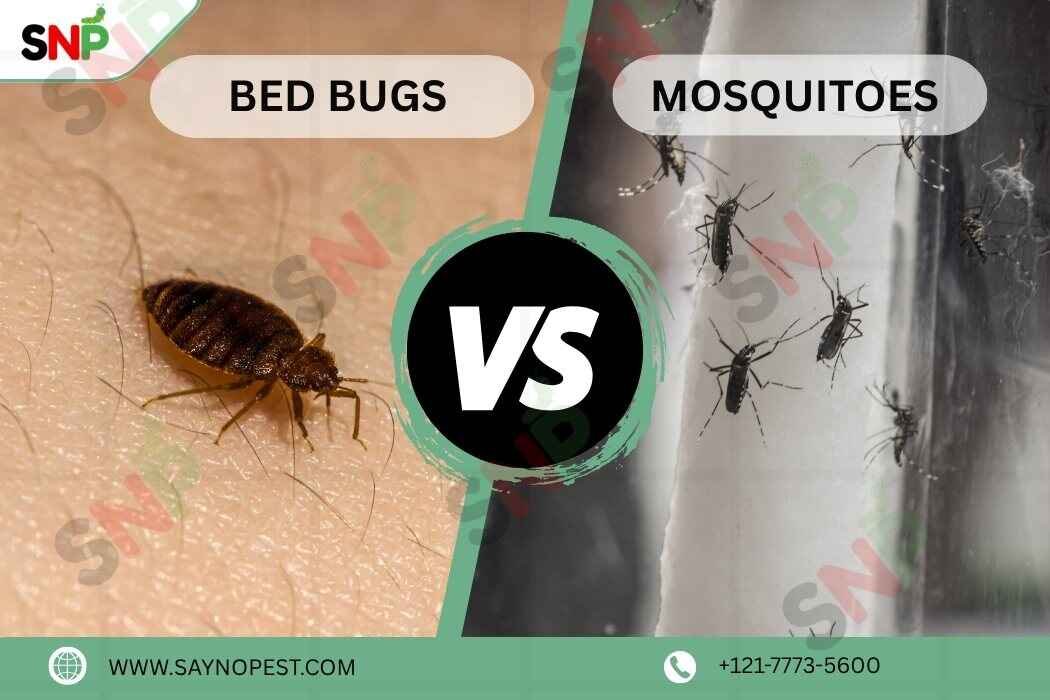 Confused Between Bed Bug Bites vs Mosquito Bites?