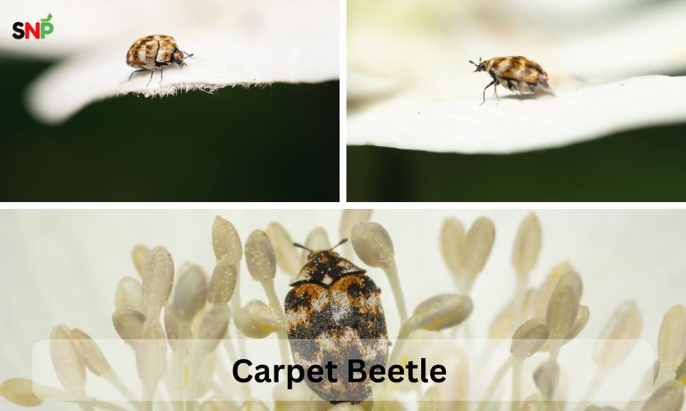 carpet-beetle