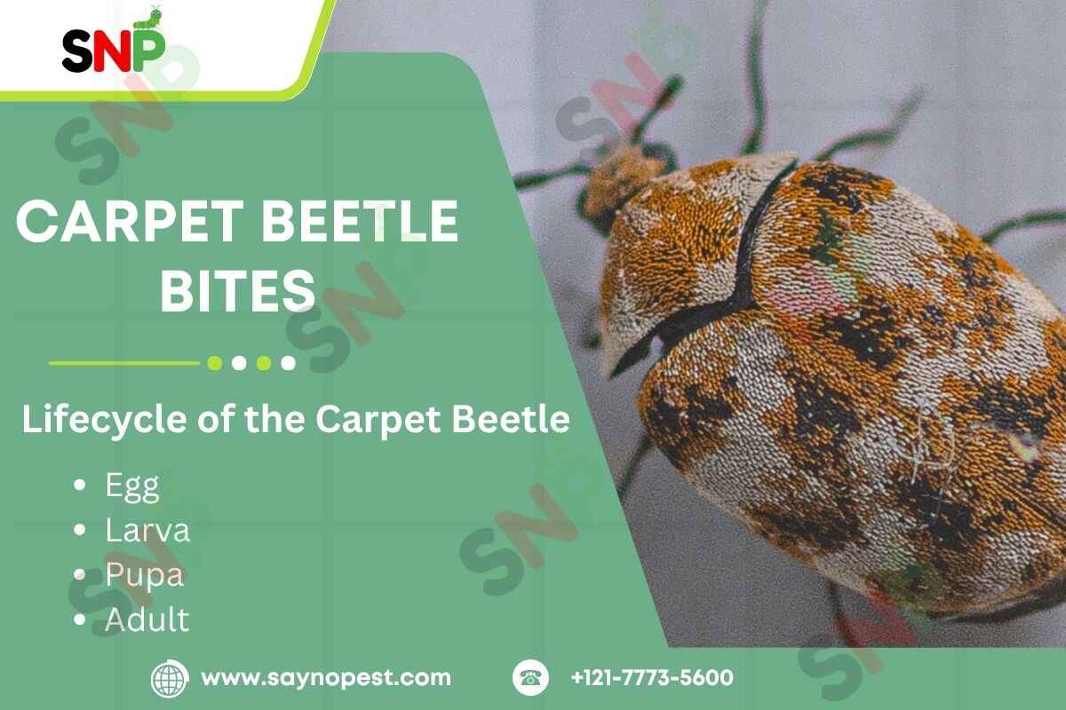 Carpet Beetle Bites: What Every American Needs to Know