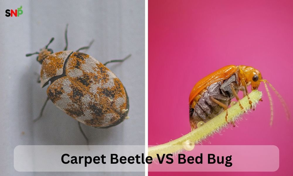 carpet-beetle-vs-bed-bug