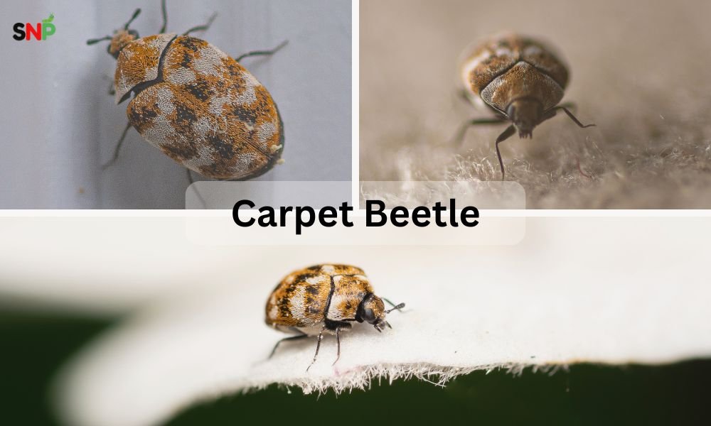 carpet-beetle