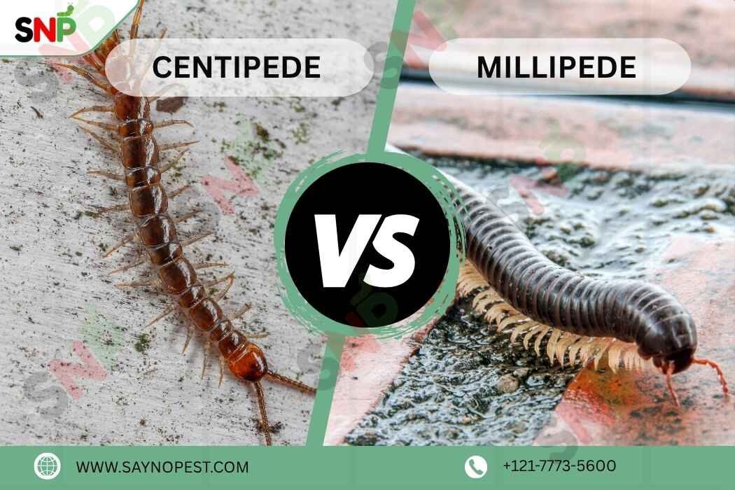 Centipede vs Millipede: Which One’s in Your Home?