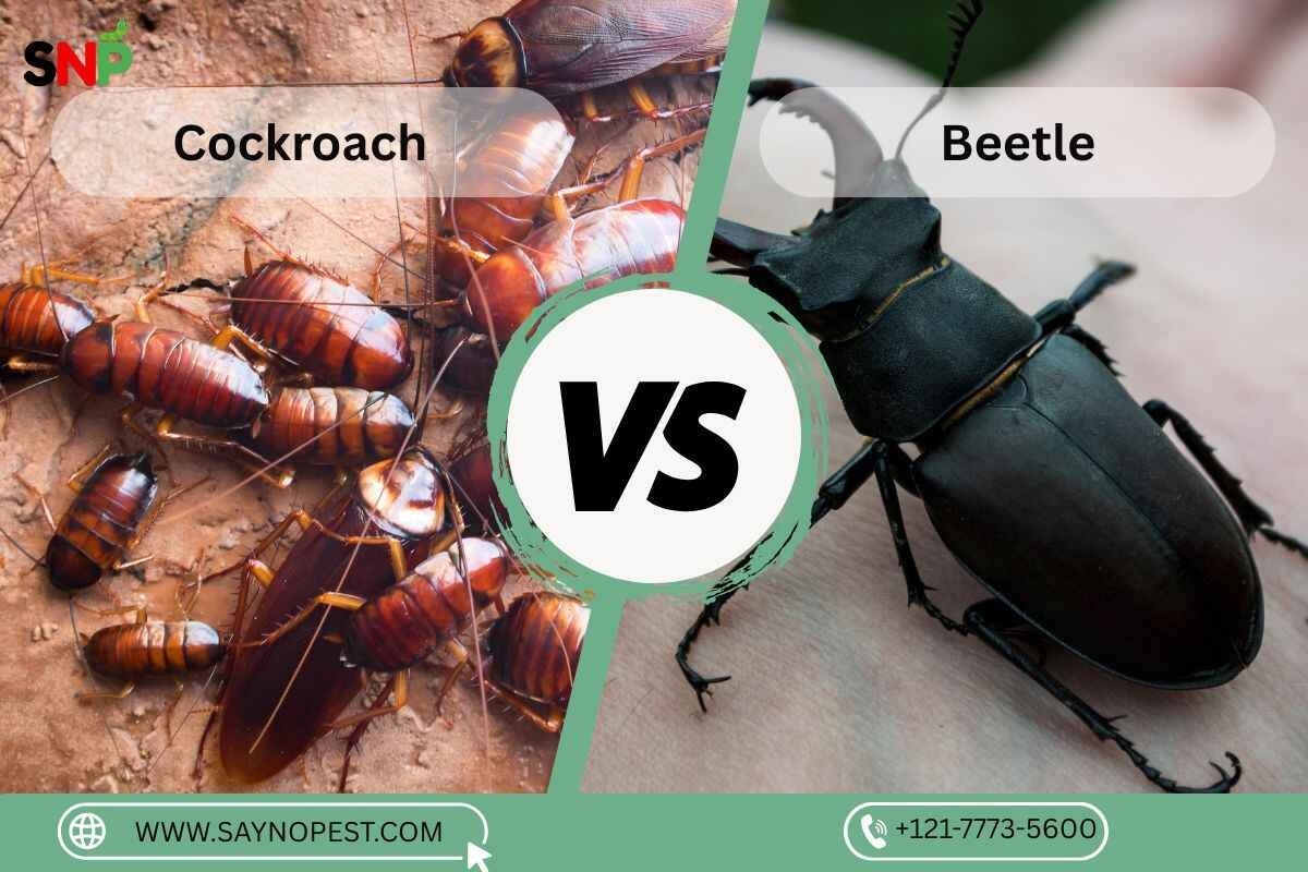 Cockroach vs Beetle: Understanding the Differences