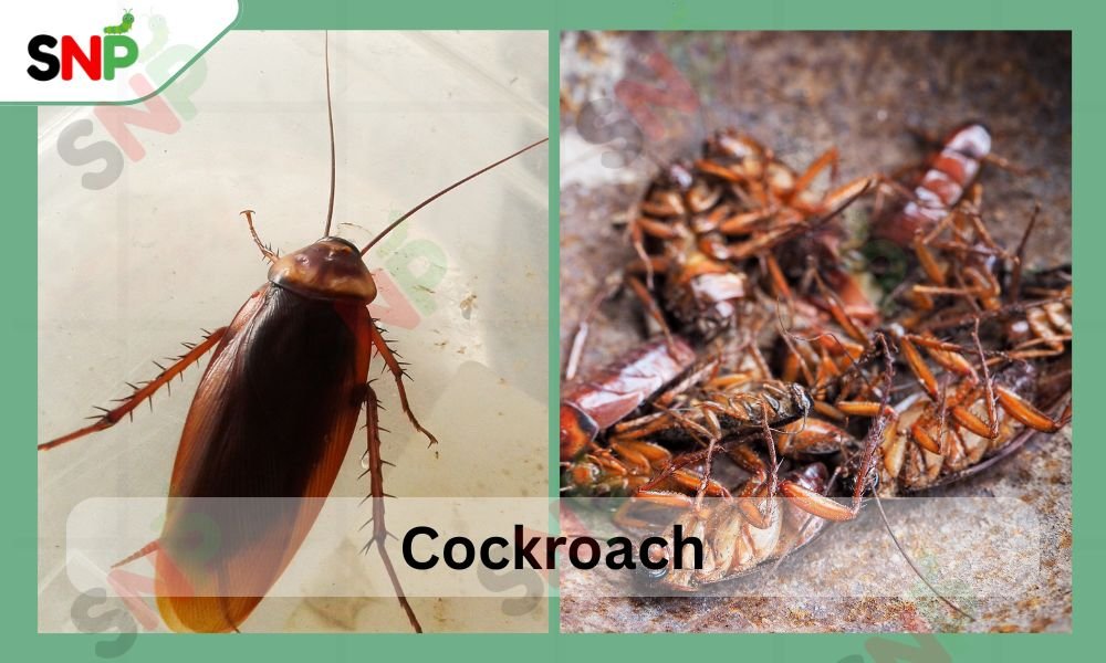 cockroaches