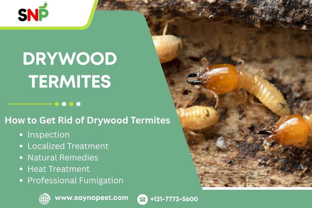 Drywood Termites: Identification, Eggs, Elimination