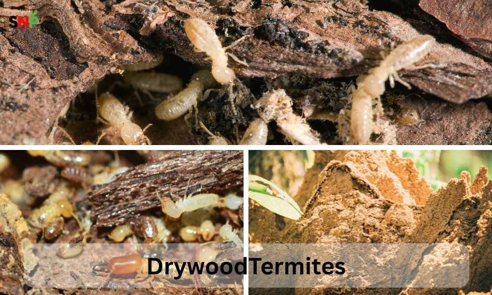 drywood-termites