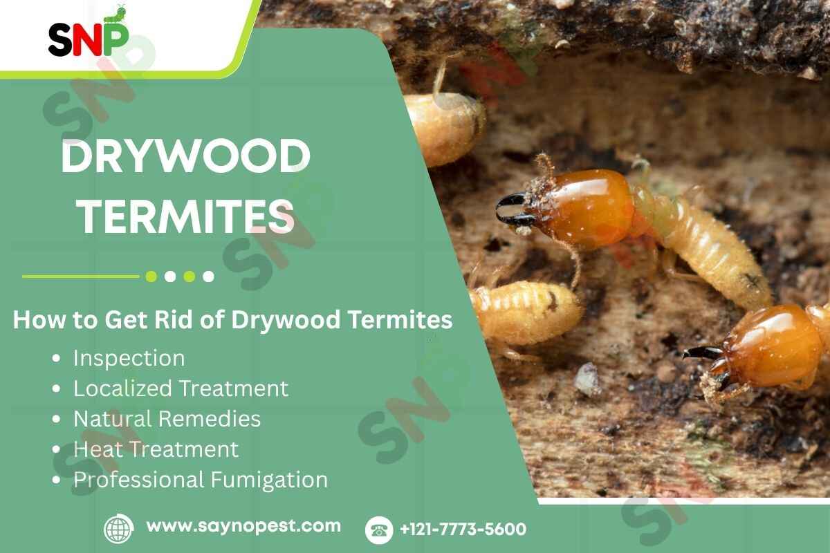 drywood-termites