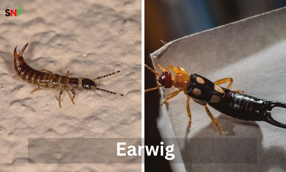 earwig 