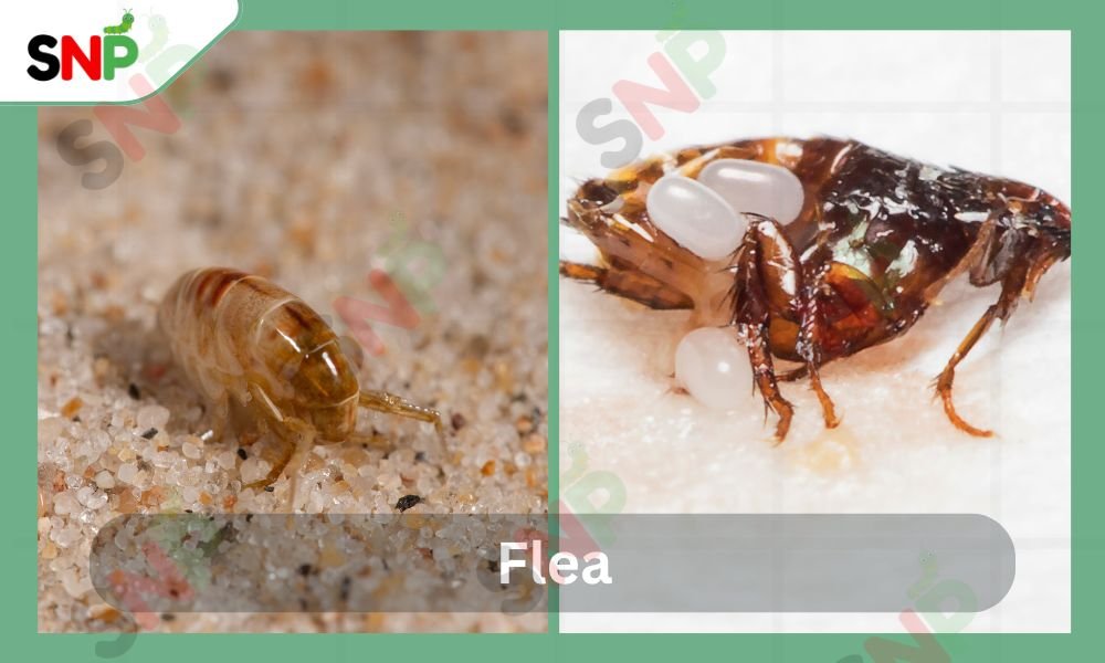 flea