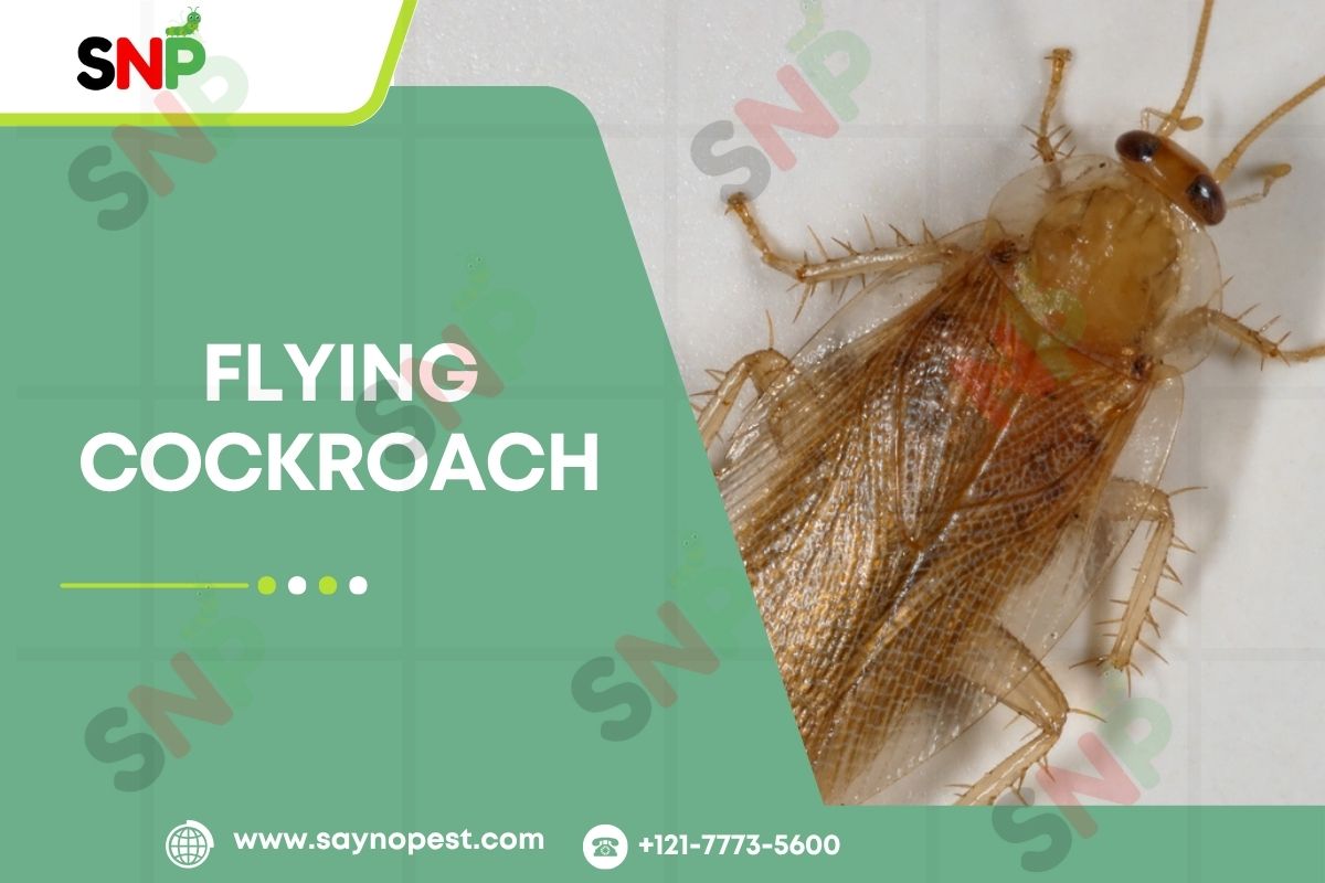 The Truth About the Flying Cockroach: Facts, Origins, and Removal