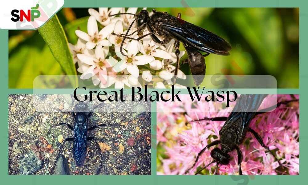 great-black-wasp