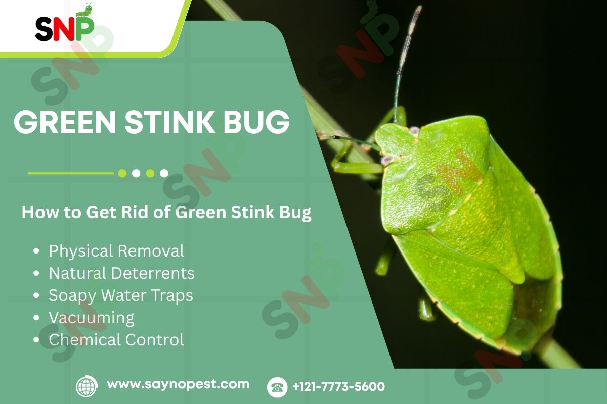 The Green Stink Bug: A Guide for American Homeowners