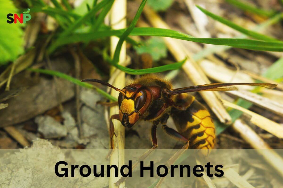 Ground Hornets: Identification, Risks, and Control Methods