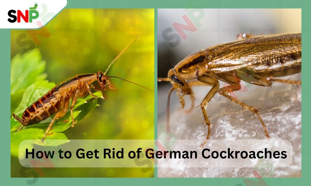 how-to-get-rid-of-German-cockroaches