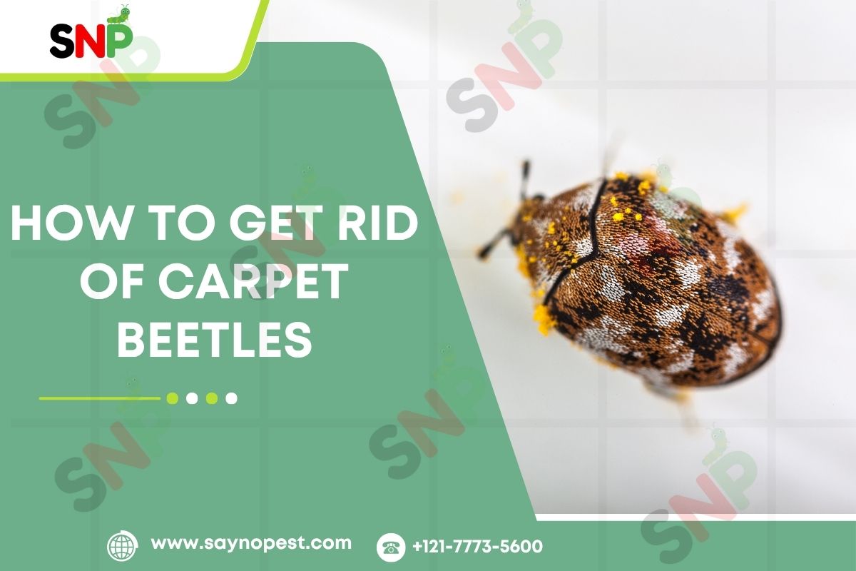 How to Get Rid of Carpet Beetles: Signs, Solutions, and Prevention