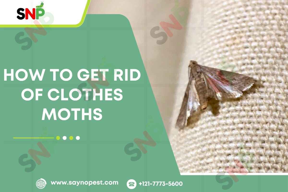 how-to-get-rid-of-clothes-moths